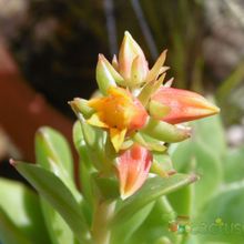 A photo of Echeveria stolonifera