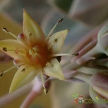 Una foto de Graptoveria Douglas Huth (Graptopetalum paraguayense x Echeveria sp.) (HIBRIDO)