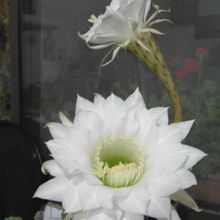 Una foto de Echinopsis oxygona