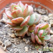 A photo of Echeveria Victor (E. multicaulis x E. derenbergii) (HIBRIDO)