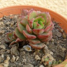 A photo of Echeveria Victor (E. multicaulis x E. derenbergii) (HIBRIDO)