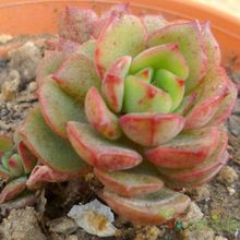 A photo of Echeveria Victor (E. multicaulis x E. derenbergii) (HIBRIDO)