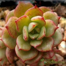 A photo of Echeveria Victor (E. multicaulis x E. derenbergii) (HIBRIDO)