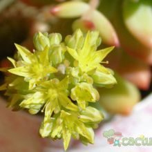 Una foto de Sedum Wayra (Sedum cuspidatum x Sedum pachyphyllum) (HIBRIDO)
