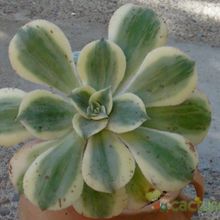 A photo of Aeonium decorum cv. Sunburst