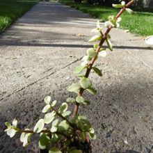Una foto de Portulacaria afra fma. variegada
