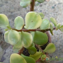 Una foto de Portulacaria afra fma. variegada