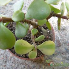 Una foto de Portulacaria afra fma. variegada