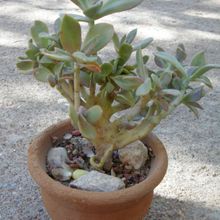 Una foto de Graptoveria cv. Fred Ives (Graptopetalum paraguayense x Echeveria gibbiflora) (HIBRIDO) fma. crestada