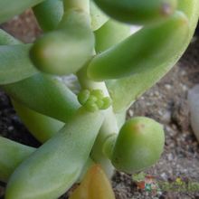 Una foto de Sedeveria x Hummellii (Sedum pachyphyllum x Echeveria derenbergii) (HIBRIDO)