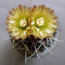 Una foto de Eriosyce heinrichiana