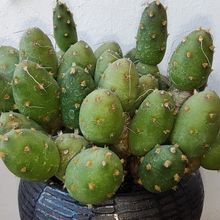 Una foto de Maihueniopsis minuta