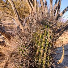 Una foto de Echinopsis leucantha