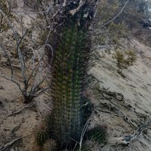 Una foto de Echinopsis leucantha