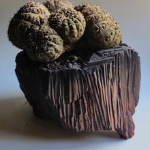 Foto de un cactus que se está identificando actualmente