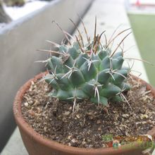 A photo of Mammillaria magnimamma