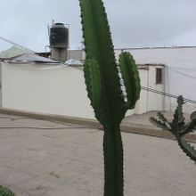 Una foto de Euphorbia ingens