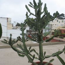 A photo of Euphorbia lactea