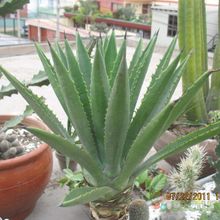 A photo of Agave decipiens