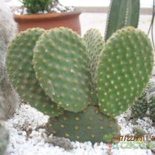 A photo of Opuntia microdasys subsp. microdasys