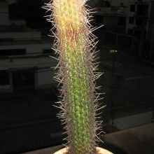 Una foto de Cleistocactus tupizensis
