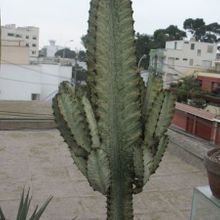 A photo of Euphorbia ingens fma. variegada