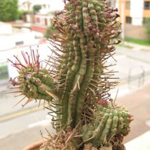 A photo of Euphorbia fimbriata