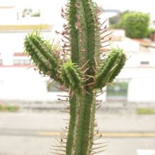 Una foto de Euphorbia pentagona