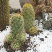 A photo of Mammillaria elongata