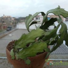 Una foto de Euphorbia ramipressa