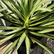 A photo of Yucca gloriosa var. tristis