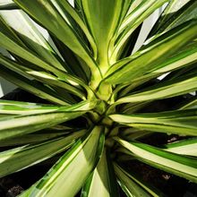 A photo of Yucca gloriosa var. tristis