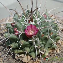 A photo of Mammillaria magnimamma