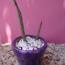 Una foto de Kleinia gregorii
