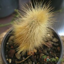 Una foto de Echinocereus longisetus