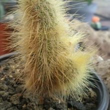 Una foto de Echinocereus longisetus