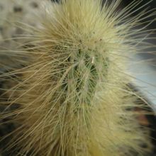 Una foto de Echinocereus longisetus