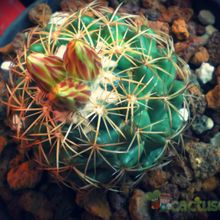 A photo of Coryphantha elephantidens