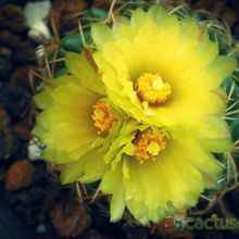 A photo of Coryphantha elephantidens