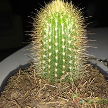 Una foto de Micranthocereus estevesii