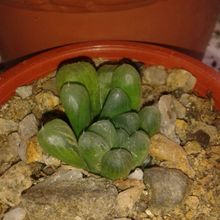 A photo of Haworthia cooperi var. truncata