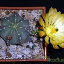 A photo of Echinocereus subinermis