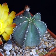 A photo of Echinocereus subinermis