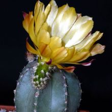A photo of Echinocereus subinermis