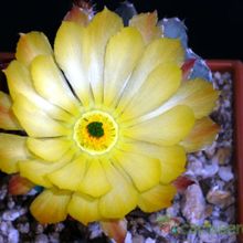 A photo of Echinocereus subinermis