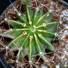 A photo of Echinopsis rhodotricha