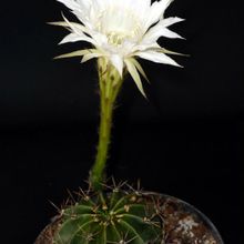 A photo of Echinopsis rhodotricha