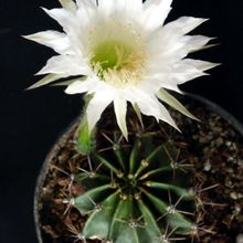 A photo of Echinopsis rhodotricha