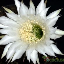 A photo of Echinopsis rhodotricha