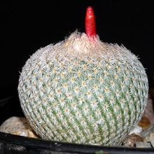 Una foto de Epithelantha micromeris
